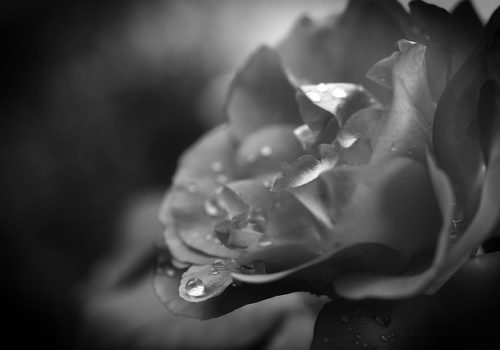 drop-of-water-4447343_640 drop-of-water-4447343_640