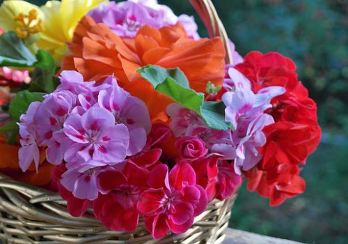 geranium-2776719_640 geranium-2776719_640