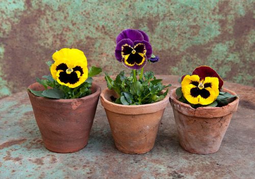pansy-1169471_640 pansy-1169471_640
