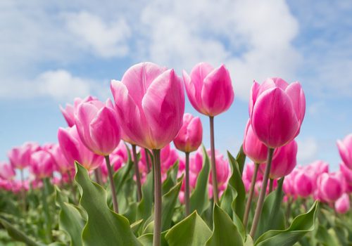 pink-2254970_640 pink-2254970_640