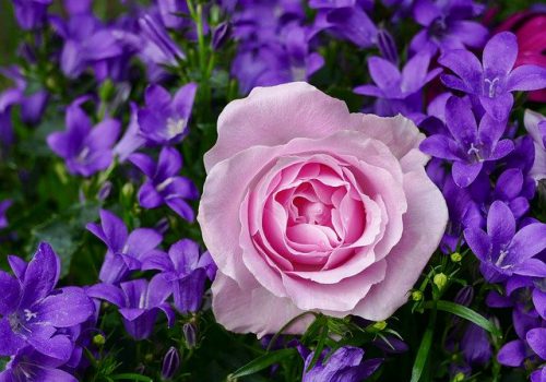 rose-3352891_640 rose-3352891_640