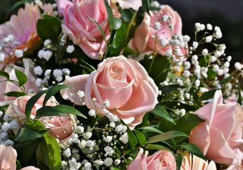 rose-4072398_1920 rose-4072398_1920