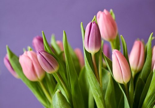 tulips-320151_640 tulips-320151_640